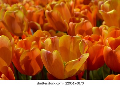 Orange Tulip Flower Bed Background