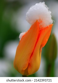 Orange Tulip Flower Covered in Snow