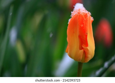 Orange Tulip Flower Covered in Snow