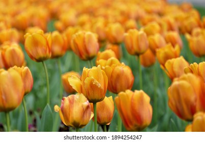 Orange tulip flower field background
