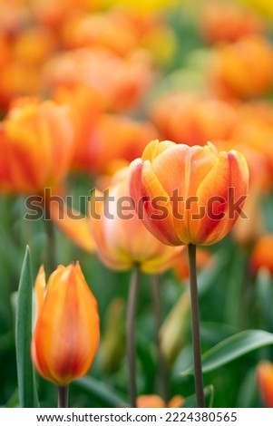 Orange tulip flowers close up. Selective focus.