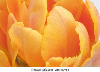 orange Tulip isolated on white background