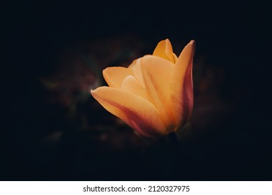 orange tulip on a dark background close-up. Photo. macro