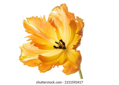 orangefarbene Tulpe auf Weiß