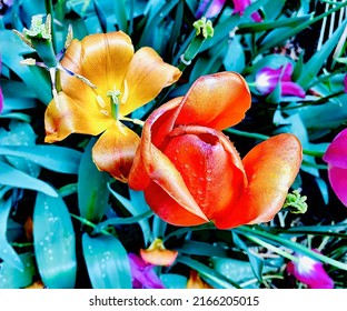 Orange tulip and yellow flower in garden with green leaves, and hints of purple flowers. Soft focus for painterly feel, imperfections and raindrops on petals give wild, natural look.