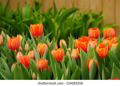 Orange Tulips 