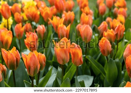 orange tulips blooming in a garden