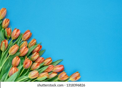 Orange tulips bouquet on blue background. Copy space, top view. Holiday background. Flat lay of International Women's Day, Valentines Day, birthday, Mothers Day concept.
