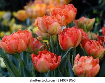 Orange tulips.  flowers close - up .  Spring background, floral landscape. peony - shaped tulips