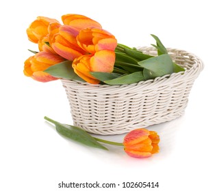 Orange tulips flowers. Isolated on white background