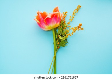 Orange Tulips With Fringes And Yellow Cootamundra Wattle Flower Branches On A Blue Background