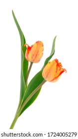 Orange tulips isolated on a white background.