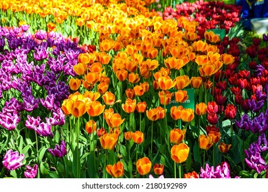 Orange tulips in the May garden. Tulip festival in Saint Petersburg city, Russia. Tulip flowers. Beautiful tulip flowers