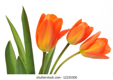 orange tulips on white background
