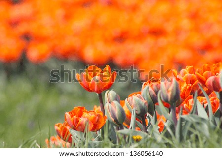 Similar – Image, Stock Photo Tulips red yellow orange purple