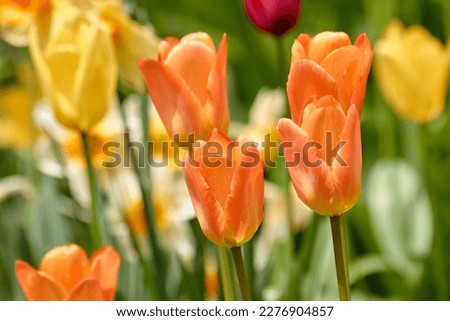 Orange tulips stand out amidst other tulip flowers.