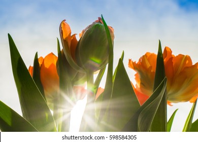 Orange tulips under sunlight at the middle of summer or spring day landscape. Natural view of flower blooming in the garden with green grass as a background. 