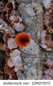 Orange Turkey Tail Mushrooms