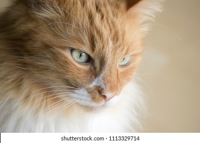 Orange Turkish Angora Cat