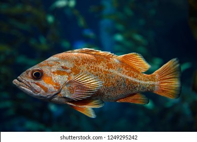 Orange Vermilion Rockfish Pacific Ocean Fish In Kelp Forest Of The North American Coast 