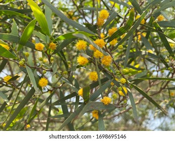 An Orange Wattle Plant With Yellow Fluffy Ball Shaped Flowers.