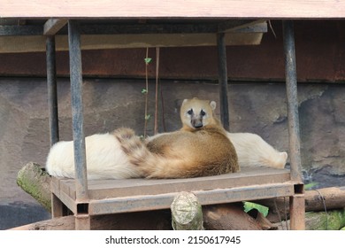 Orange Weasel Between Two White Weasel On Zoo