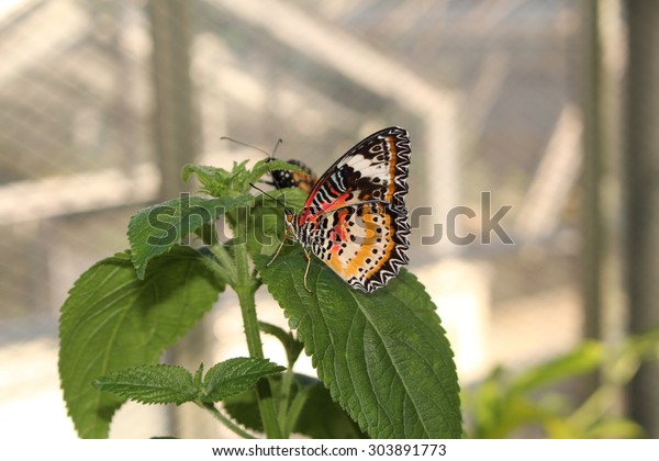 Orange White Black Leopard Lacewing Butterfly Stock Photo Edit