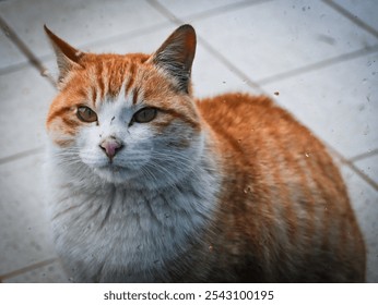 Orange and White Cat Close-Up Through Glass with Intense Stare - Powered by Shutterstock