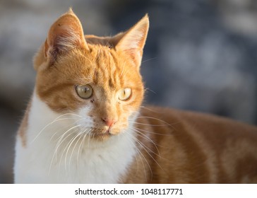 Orange White Cat Looking Down.