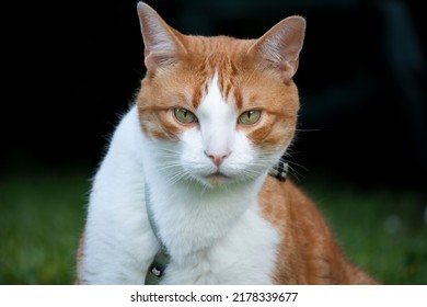 Orange And White Cat Outside In The Backyard On A Leash