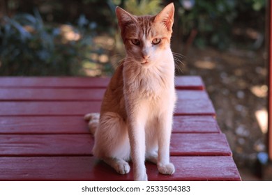 Orange and white cat sitting on picnic table - Powered by Shutterstock