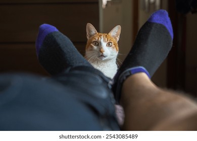 Orange and white cat staring intently at a person relaxing on a couch with feet up wearing socks - Powered by Shutterstock