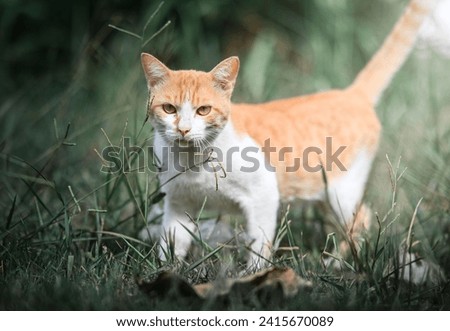 A orange and white cat struts across a lush green grassy field in a shady forest