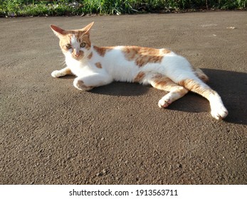 Orange And White Cat Sunbathing