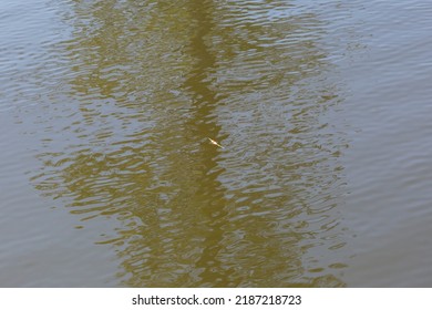 Orange And White Fishing Bobber In Murky Water Waves