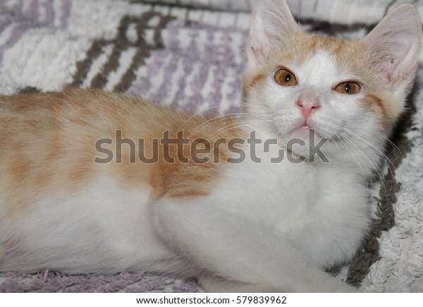 Orange White Kitten Stock Photo Edit Now 579839962