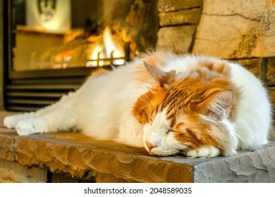 An Orange And White Long Haired Cat Sleeps On A Stone Fireplace Mantel With The Fire Roaring Behind.