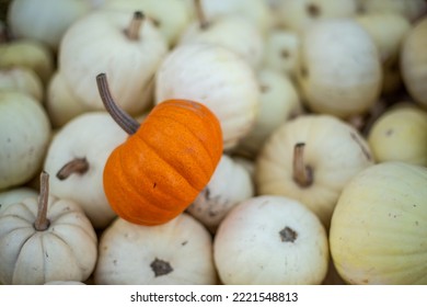 Orange and white Pumpkins on the field, real fresh organic background - Shutterstock ID 2221548813