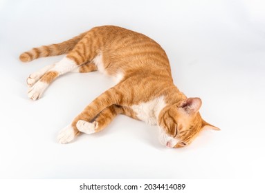 Orange and white striped cat lay down on white background.