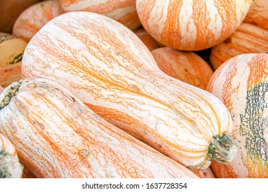 Orange and white striped Cushaw pumpkins