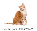 Orange and white tabby cat sitting and tilting its head on a white background