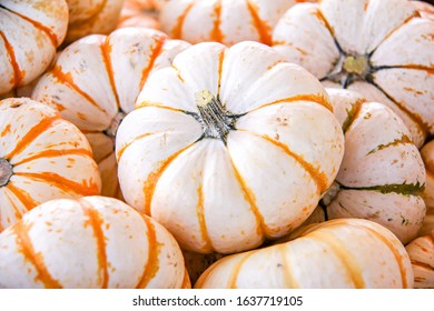Orange and white tiger stripe pumpkin