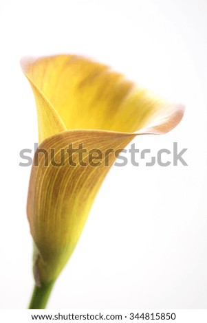 Similar – Image, Stock Photo interior life Nature Plant