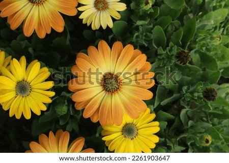 Orange and yellow cape daisy flowers with green leaves. (Osteospermum) space for adding text 