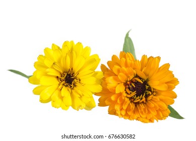 Orange and Yellow Colored Calendula Flowers Isolated on White Background.
