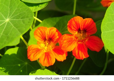 Orange and yellow colorful capuchinha flower in the garden in the middle of the green leaves - Shutterstock ID 1711236688