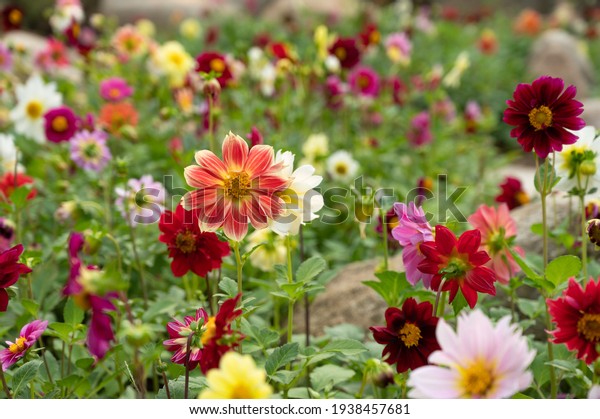 orange yellow dahlia in full bloom\
with colorful flower bokehs, colorful dahlia flower\
garden