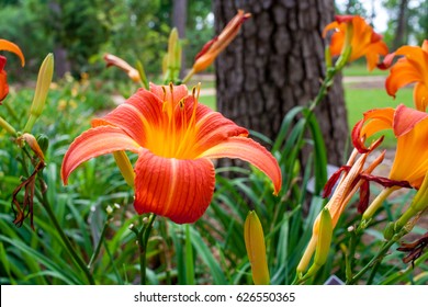 Orange Yellow Daylily Scarlet Orbit Flower Stock Photo 626550365