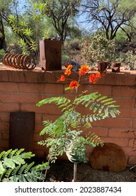 Orange Yellow Desert Bird Paradise Plant Stock Photo 2023887434