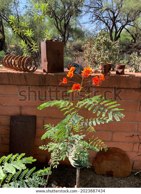 Orange Yellow Desert Bird Paradise Plant Stock Photo 2023887434